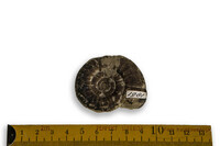 F 01981
<br/>
<br/>
<em></em>